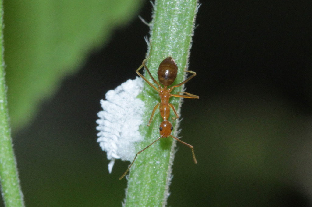 Yellow Crazy Ant (Anoplolepis gracilipes)